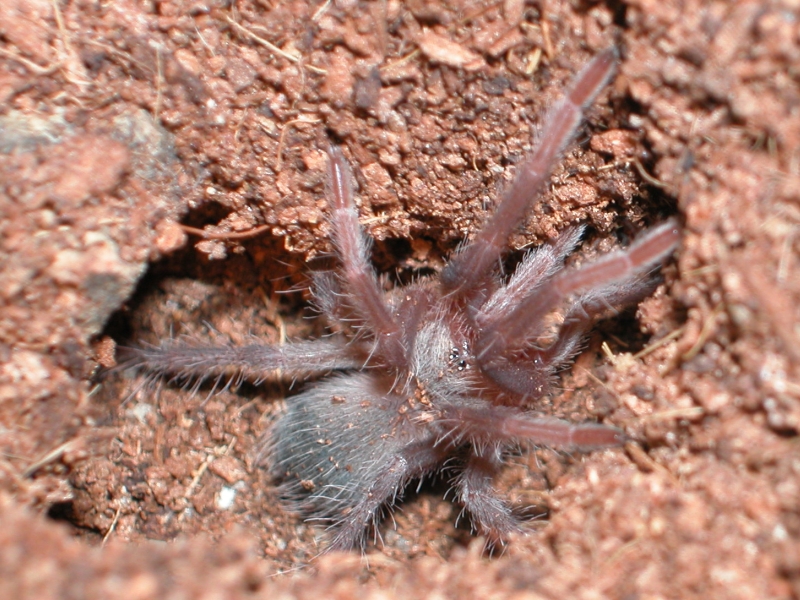 L. Parahybana sling