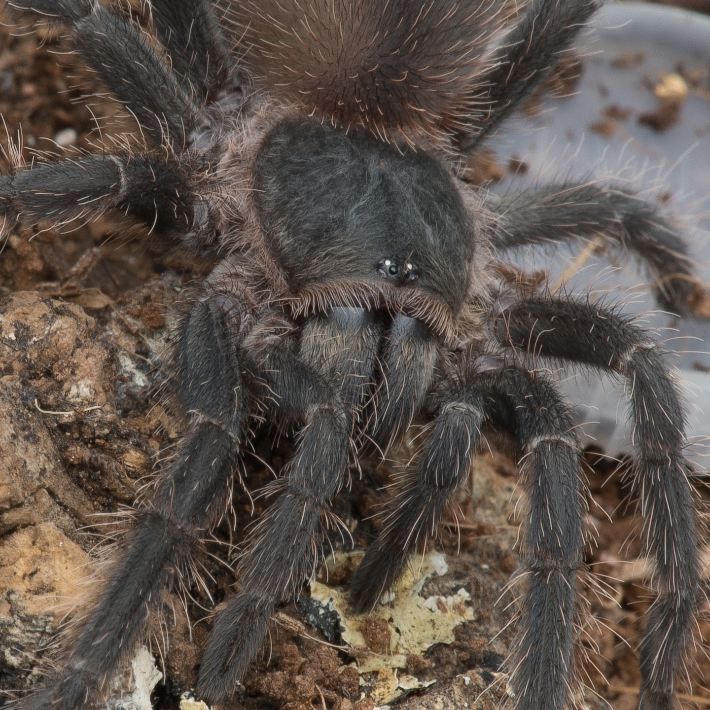 L. Parahybana Up Close | Arachnoboards