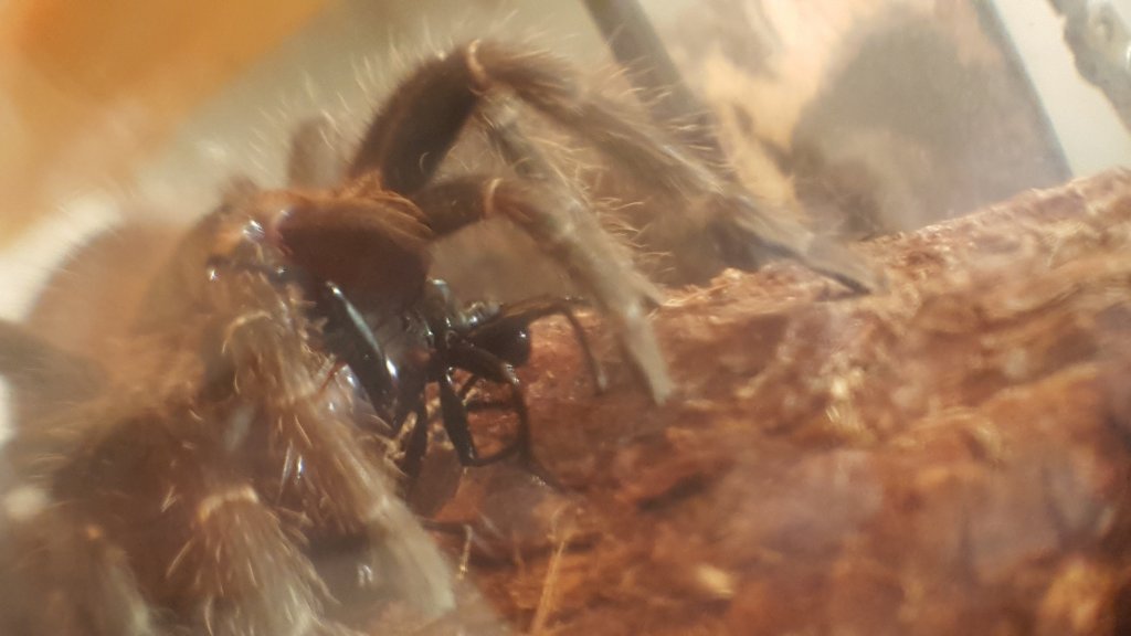 L. Parahybana with a surprise snack.