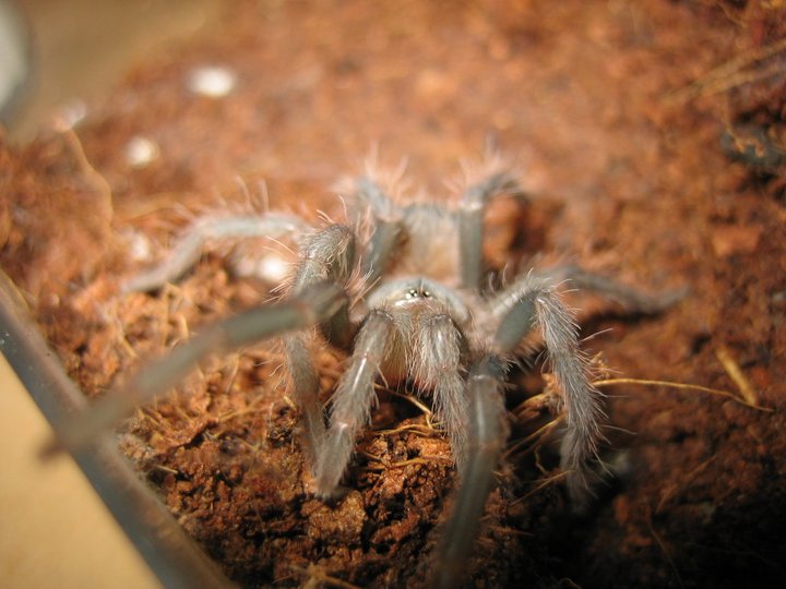 L.parahybana