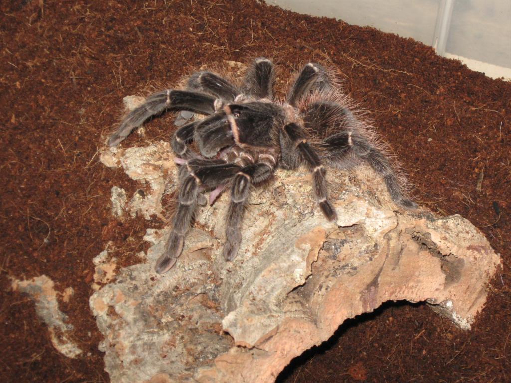 L.parahybana | Arachnoboards