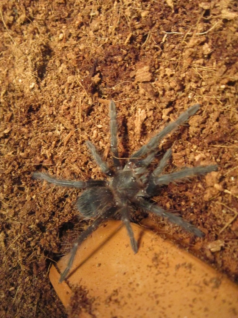 L. Parahybana?