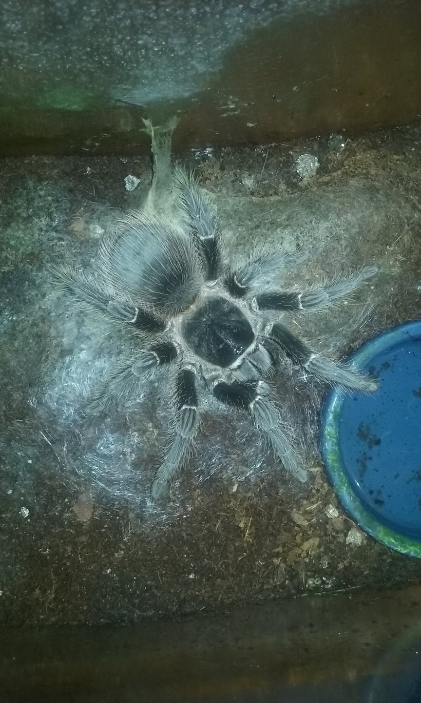 L. parahybana