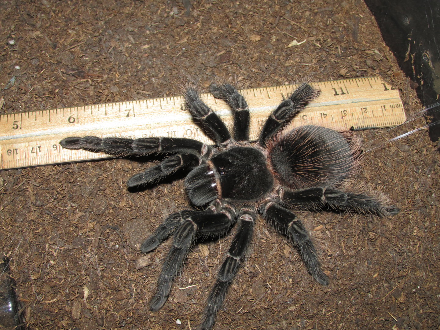 L. parahybana