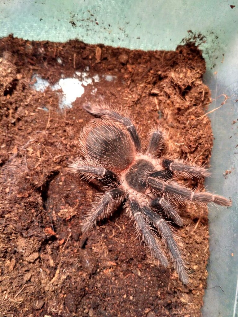 l. parahybana