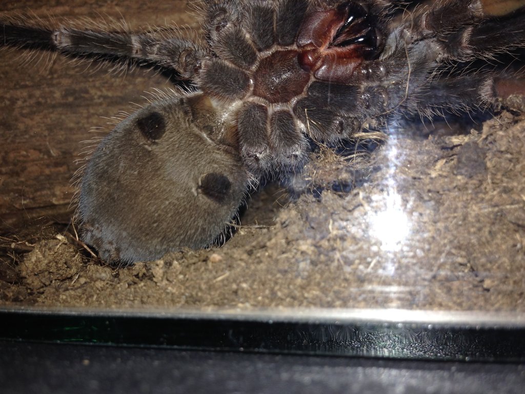 L parahybana