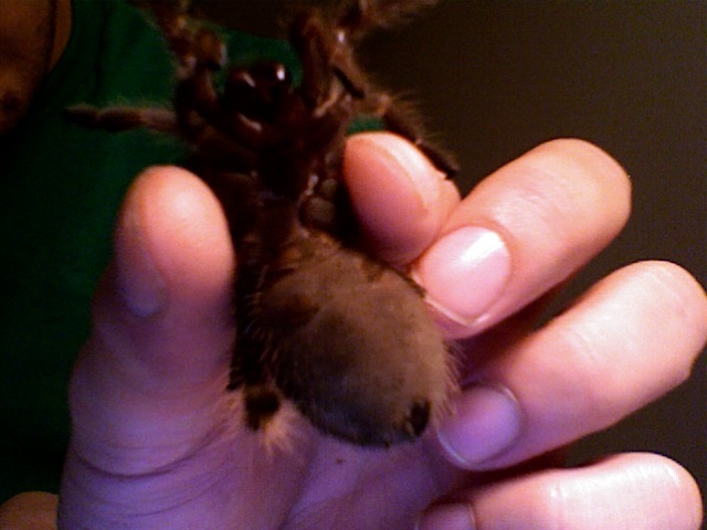 L. parahybana