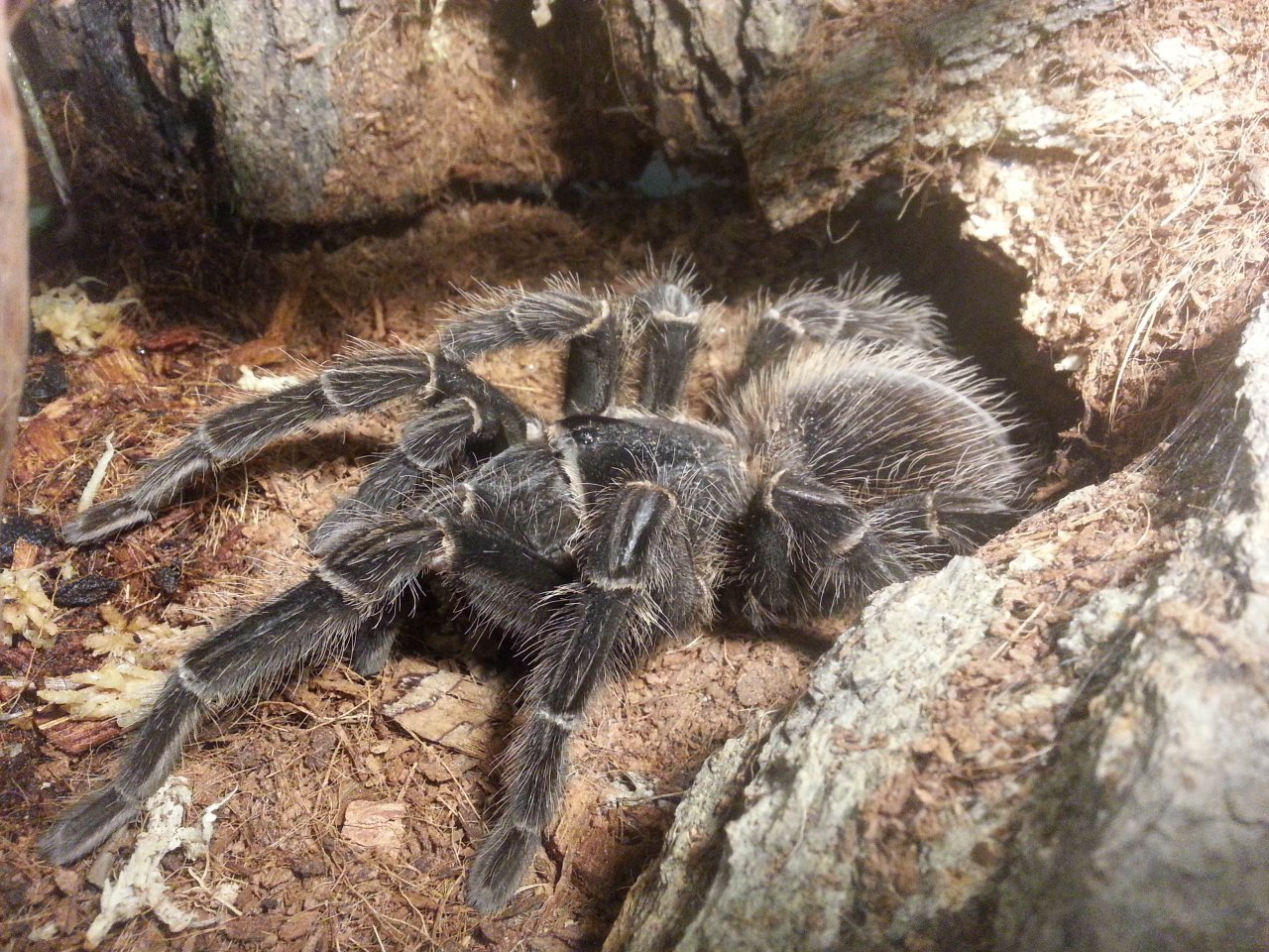 L. Parahybana