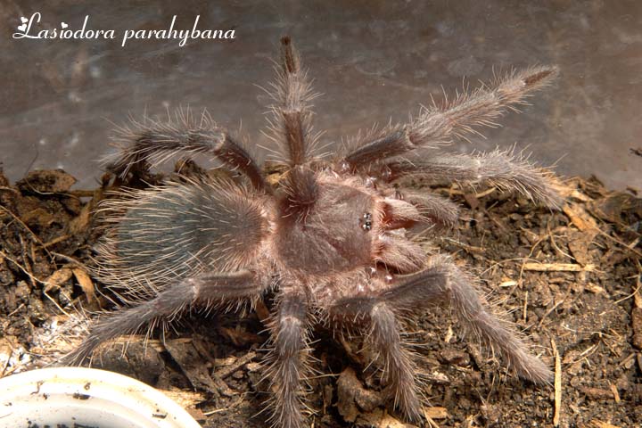 L. parahybana