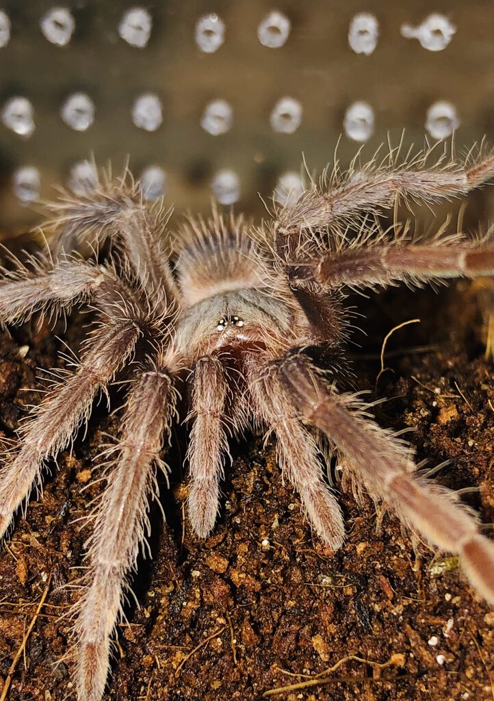 L. parahybana