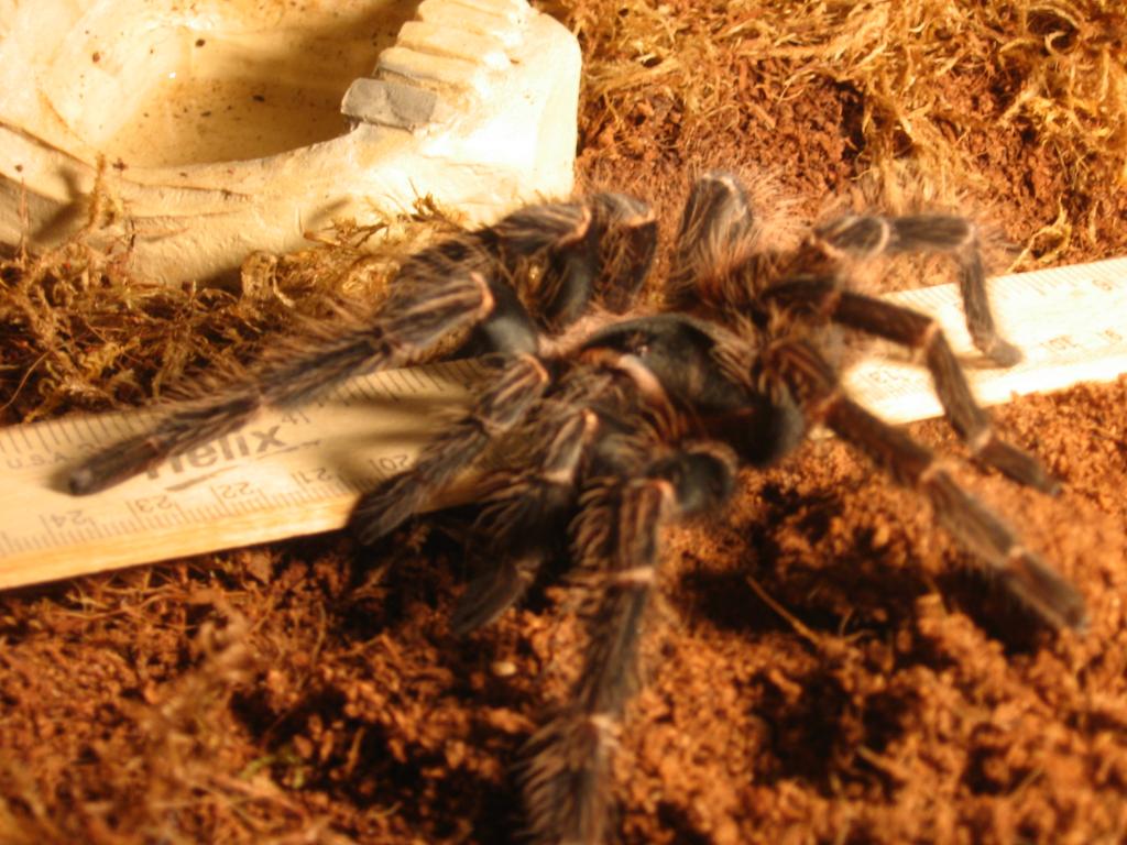 L. Parahybana | Arachnoboards