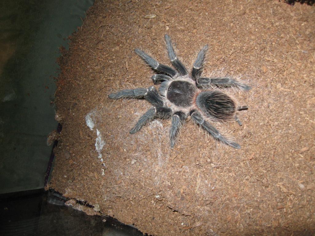 L. parahybana