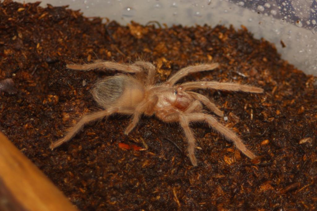 L. parahybana