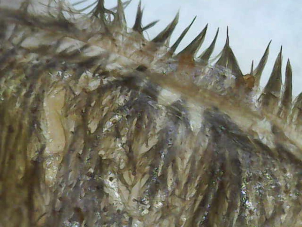 L. parahybana
