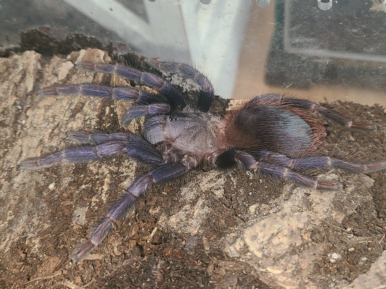 L. sazimai post-molt stretch