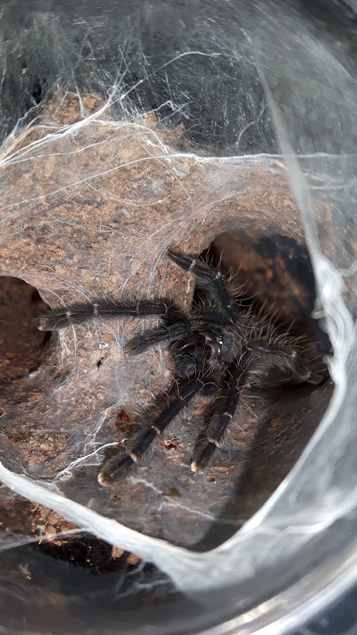 L. Sp. Borneo black