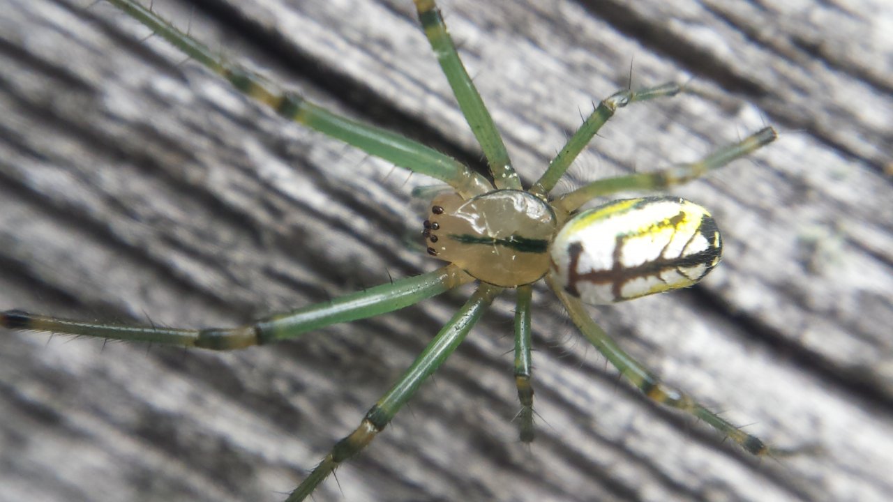 L. venusta on fence...