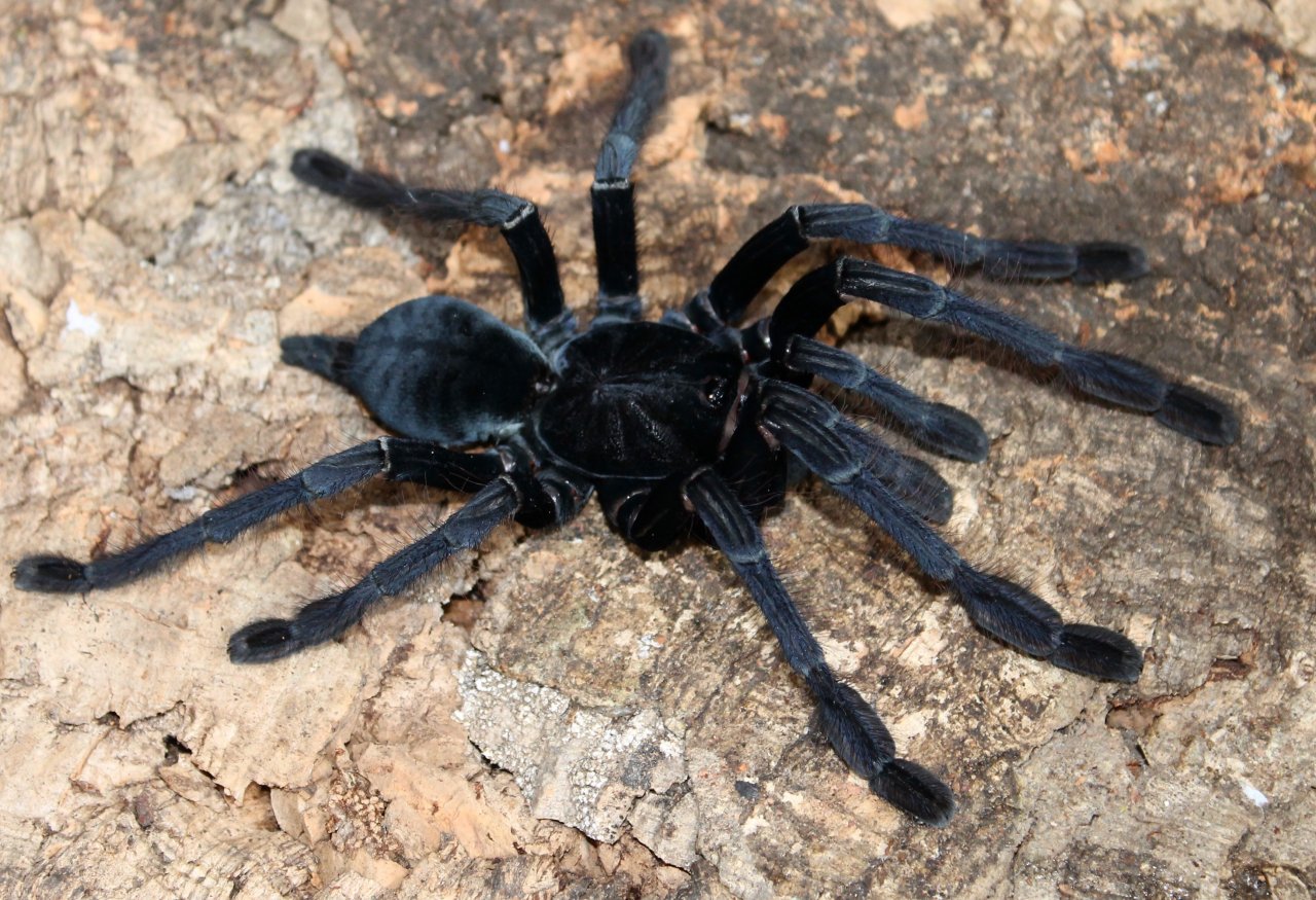 L. violaceopes 'Black Form'