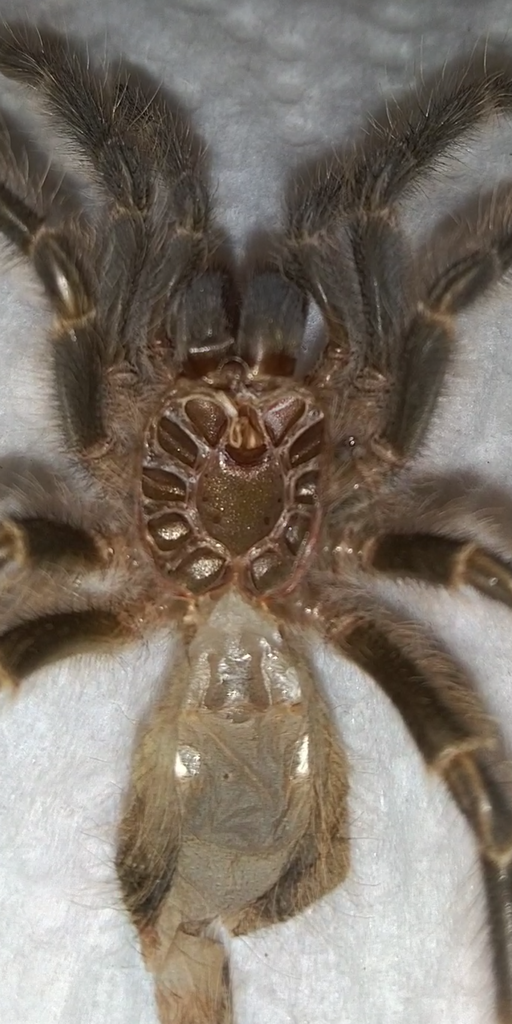 L10 Grammostola Pulchripes