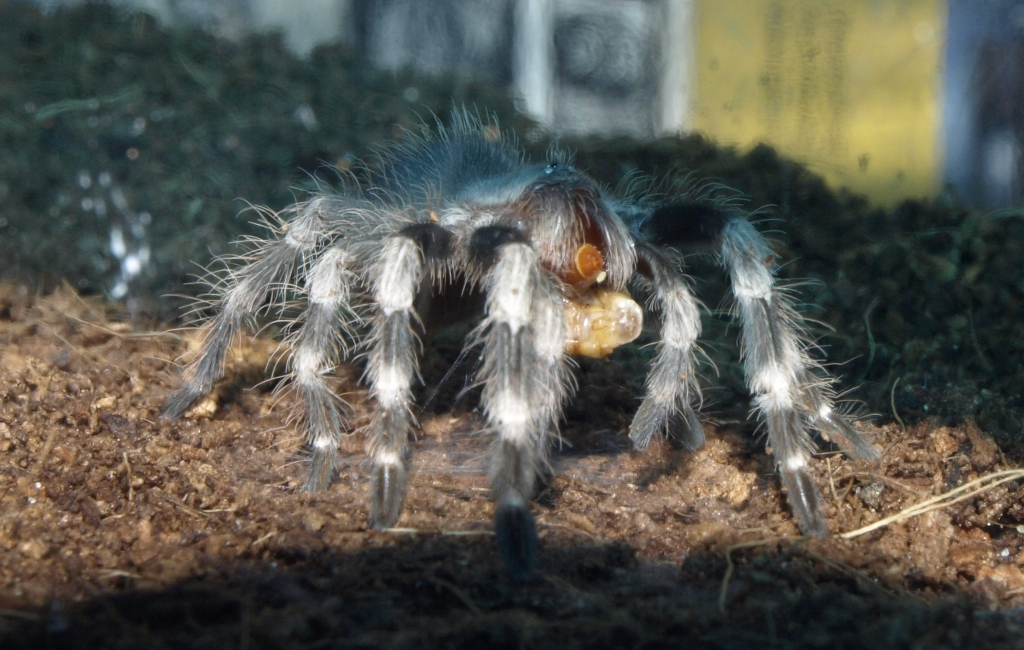 L7 Nhandu Chromatus Spiderling