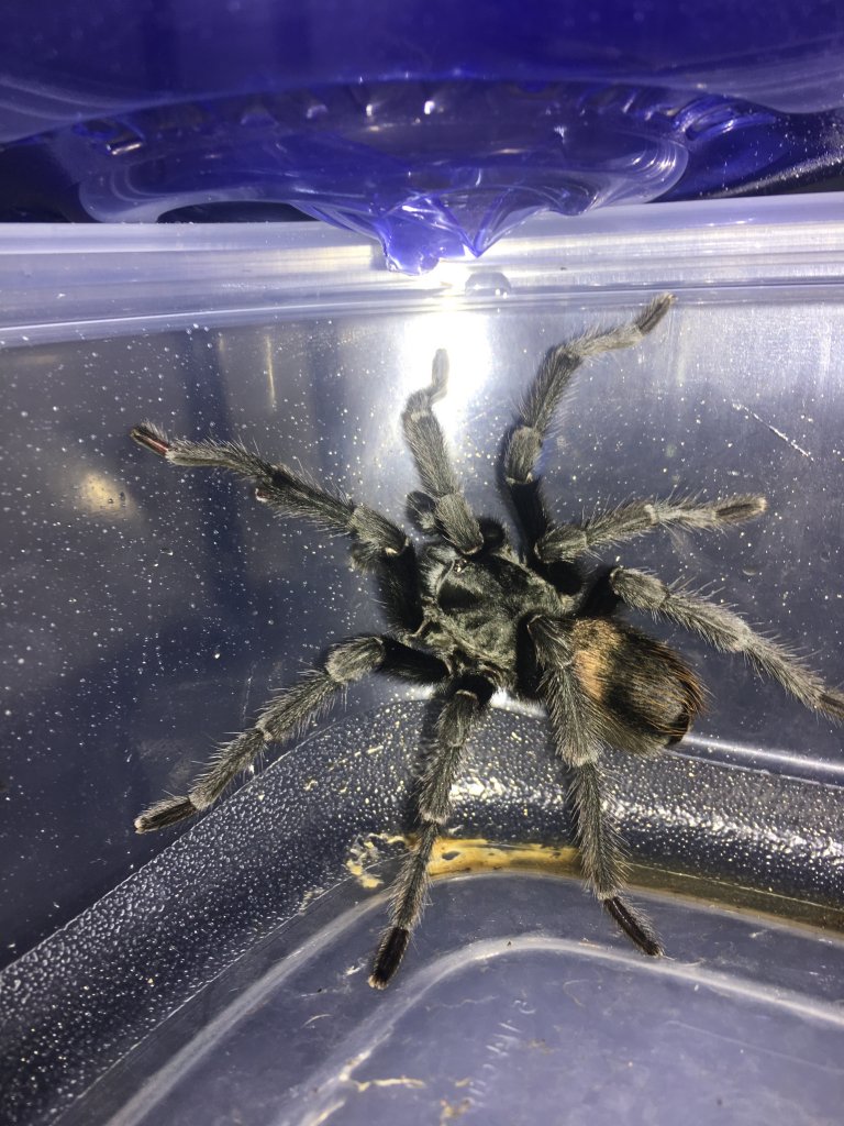 Labeled Aphonopelma chalcodes | Arachnoboards