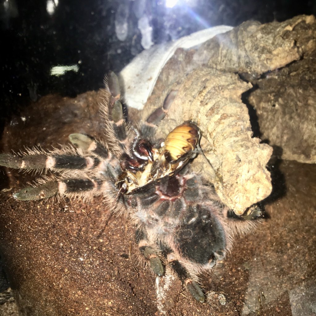 Laid back L. difficilis female