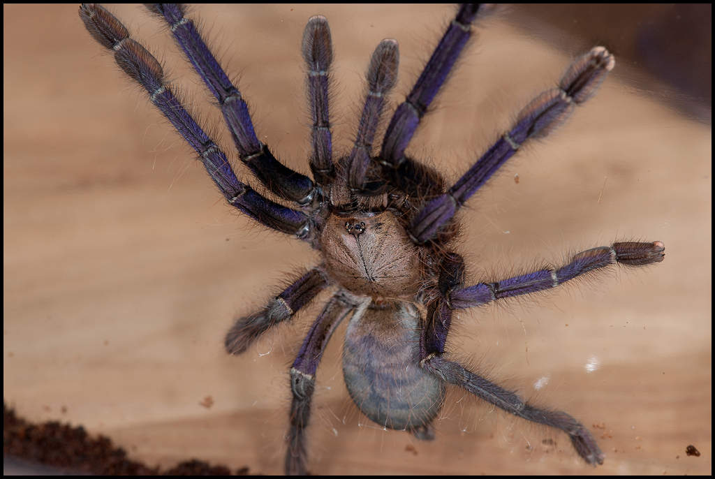 lampropelma blue