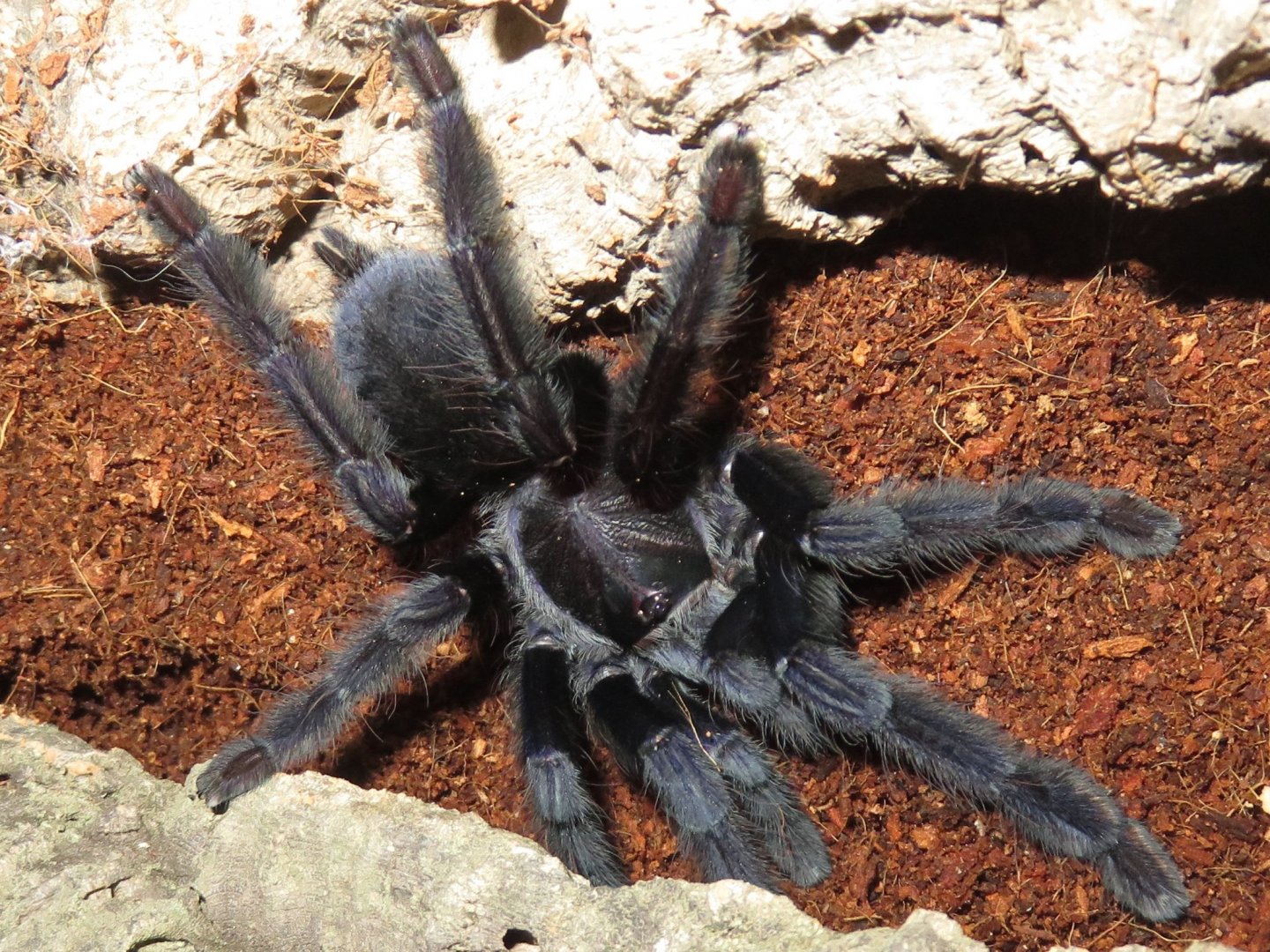 Lampropelma nigerrimum, AF