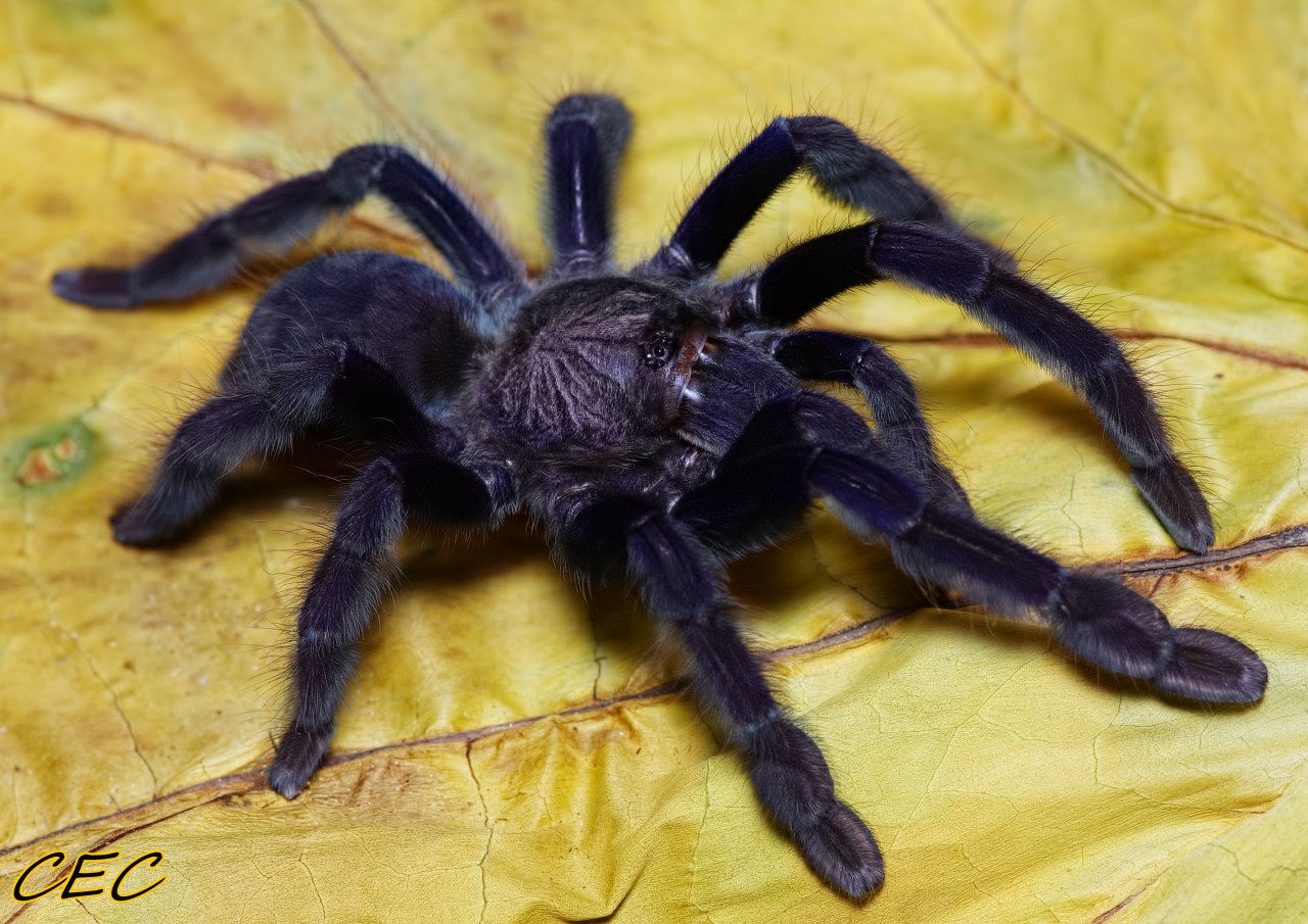 Lampropelma nigerrimum (Sangihe)