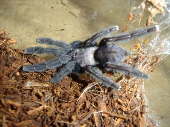 lampropelma nigerrimum