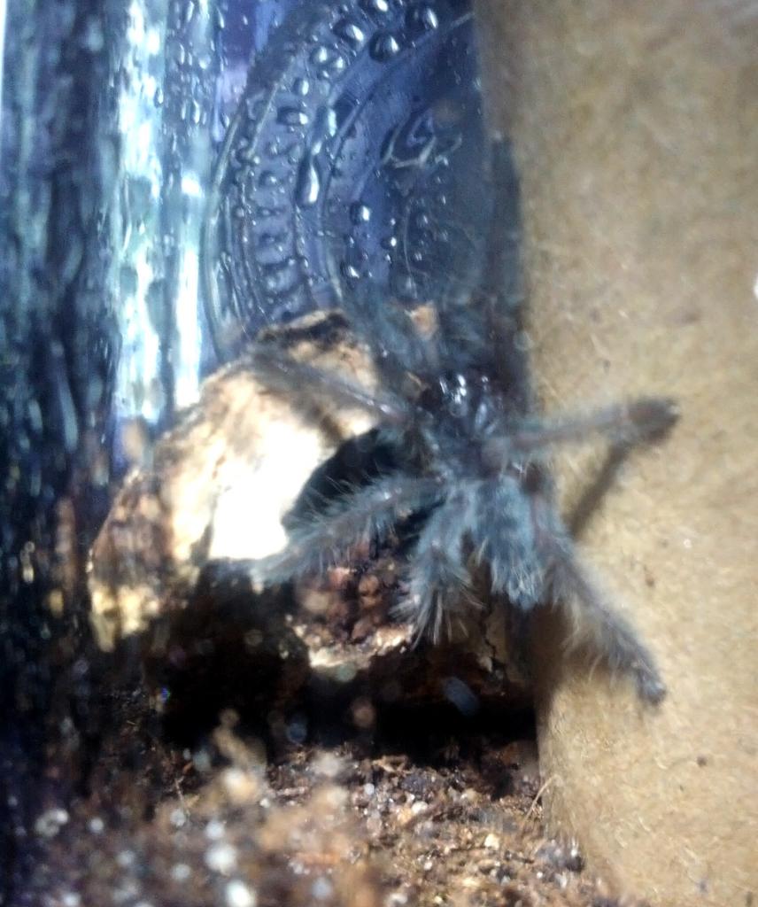 Lampropelma nigerrimum