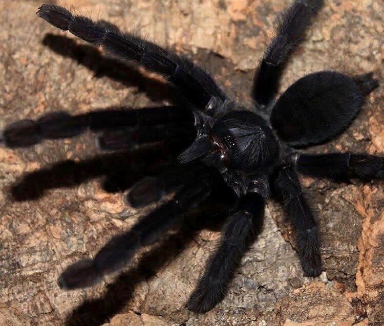 Lampropelma nigerrimum