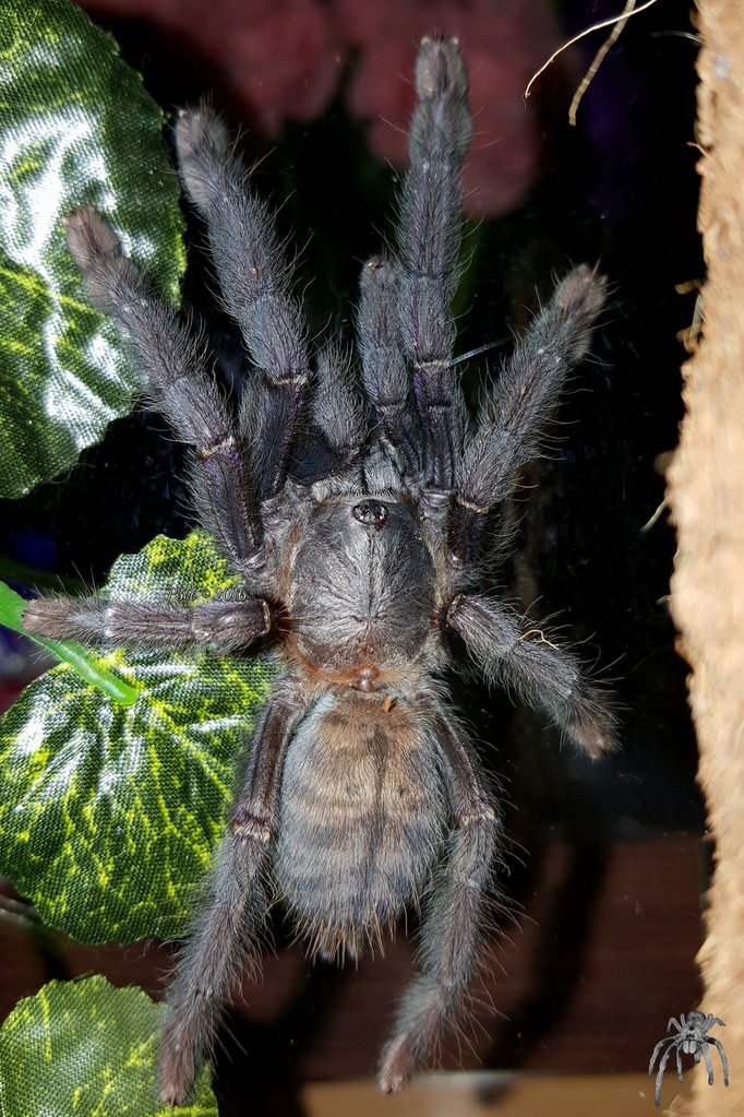 Lampropelma sp. "Borneo Black" (Borneo Black)