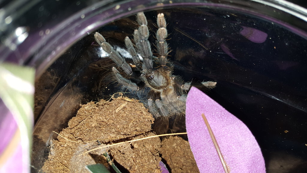 Lampropelma sp. Borneo black