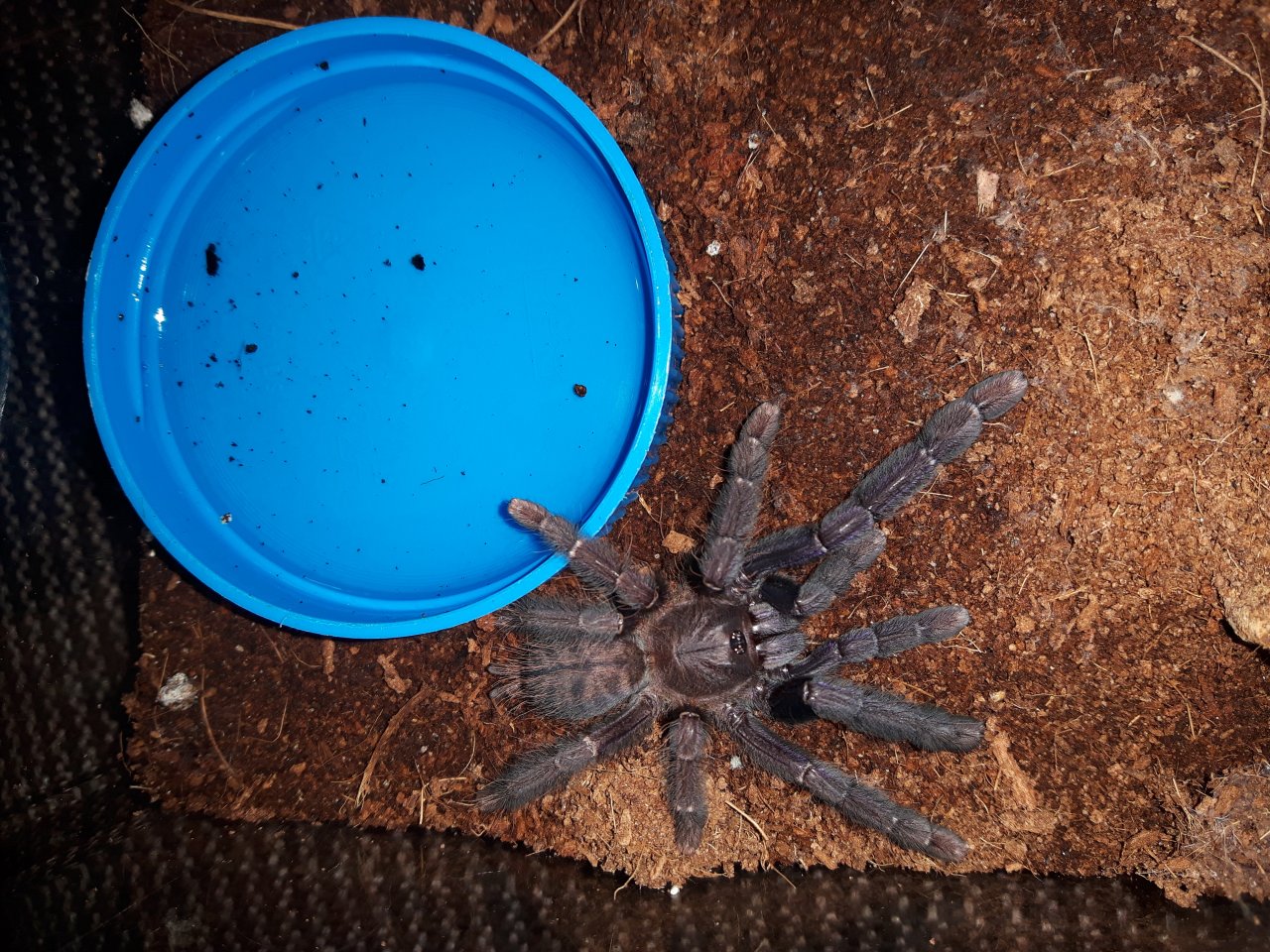 Lampropelma sp. Borneo black