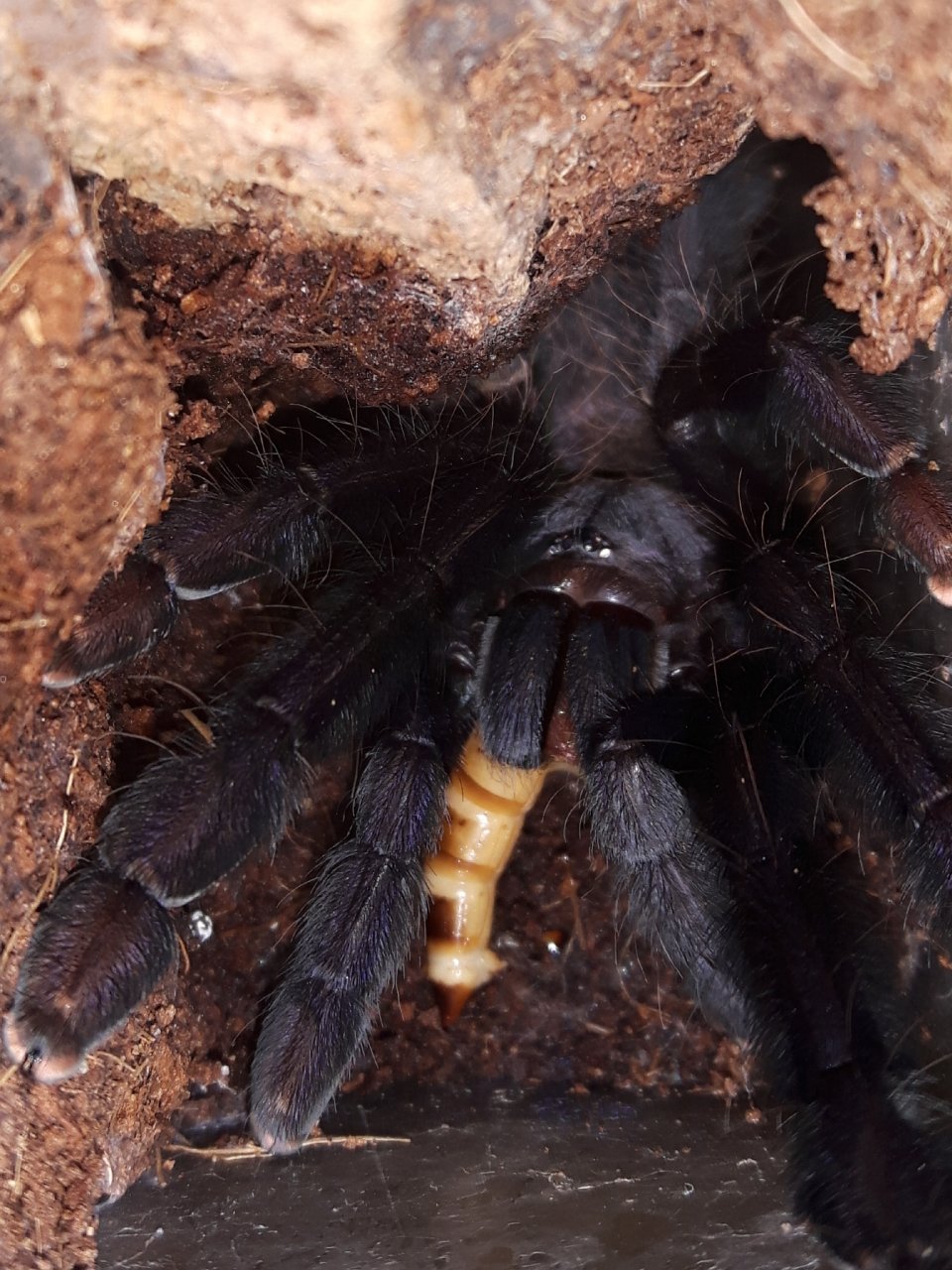 Lampropelma sp. Borneo black