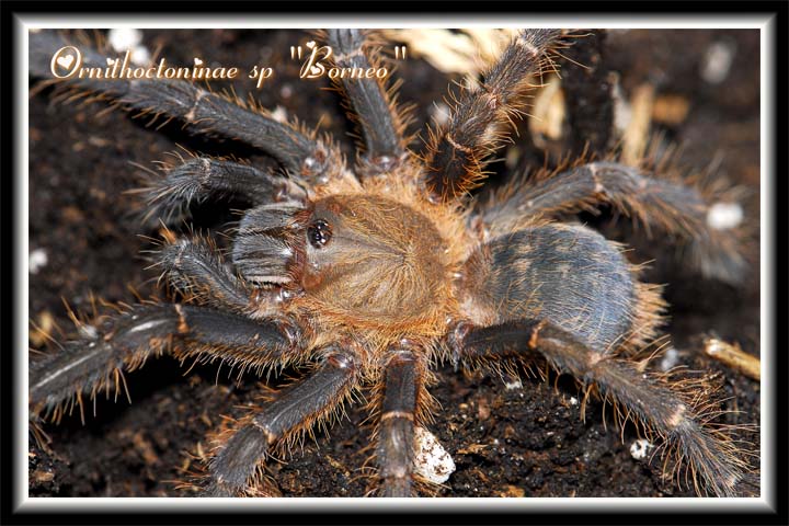 Lampropelma sp "Borneo"