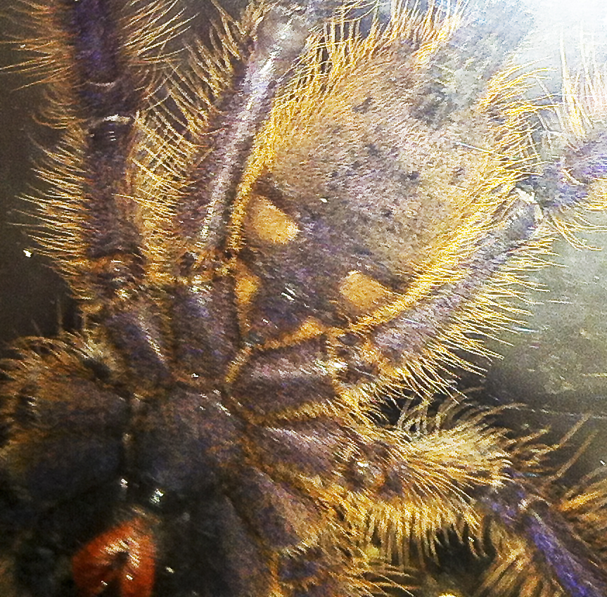 Lampropelma violaceopes sex