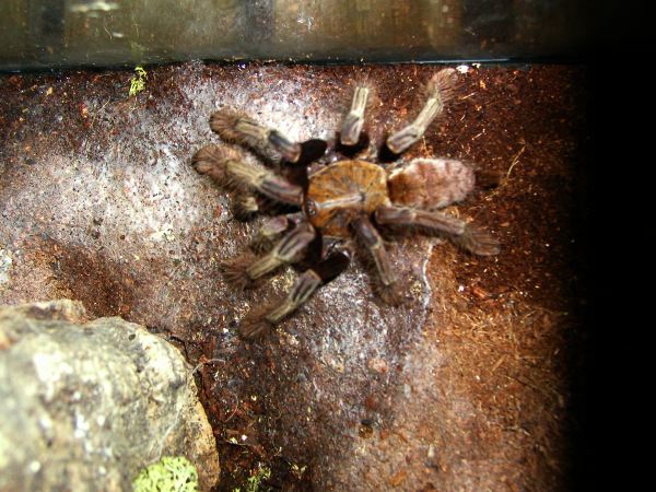 Lampropelma Violaceopes?