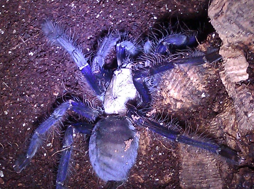 Lampropelma violaceopes