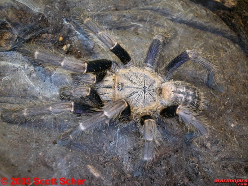 Lampropelma violaceopes