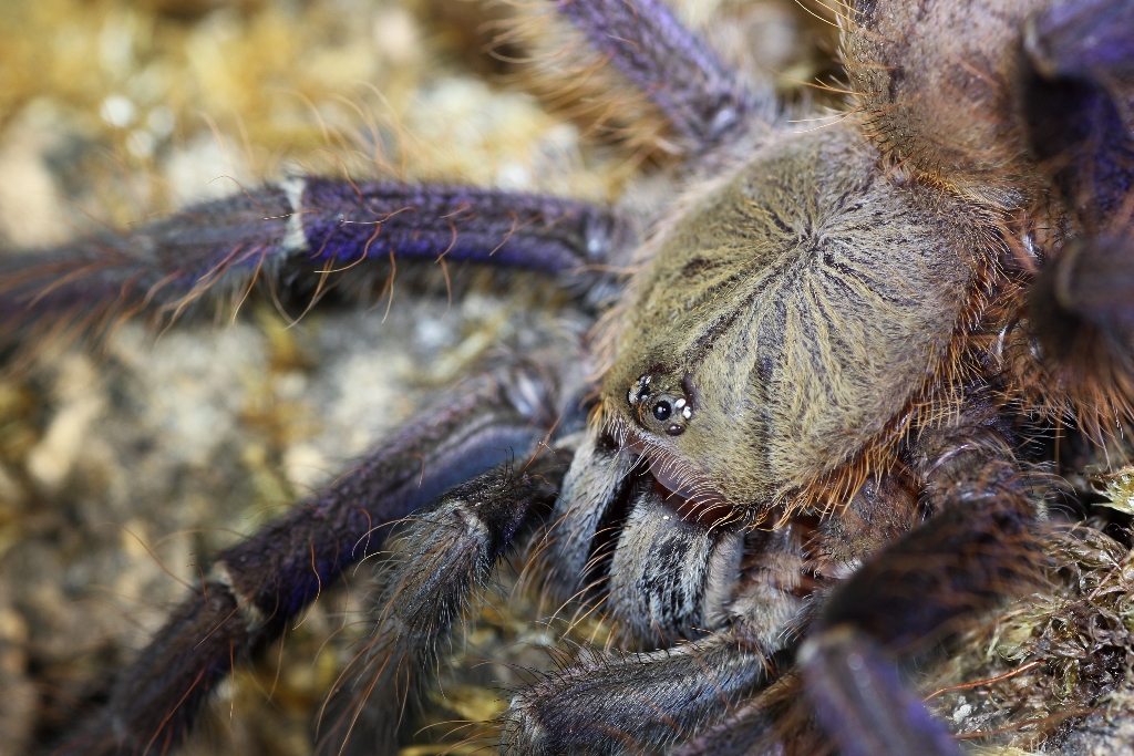 Lampropelma violaceopes