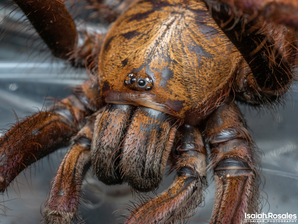 Lampropelma violaceopes