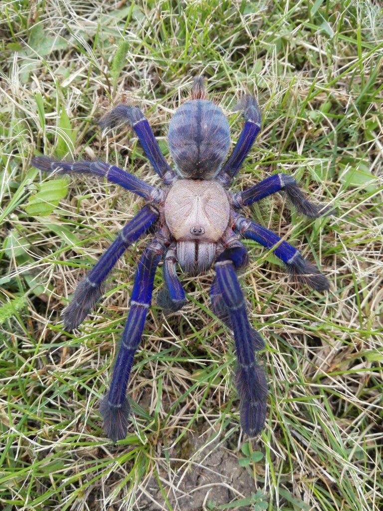 Lampropelma violaceopes