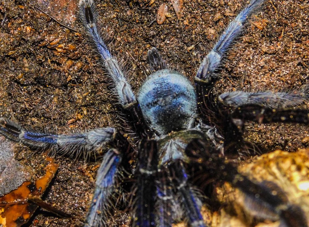 Lampropelma violaceopes