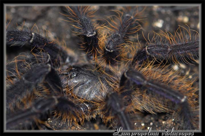 Lampropelma violaceopes