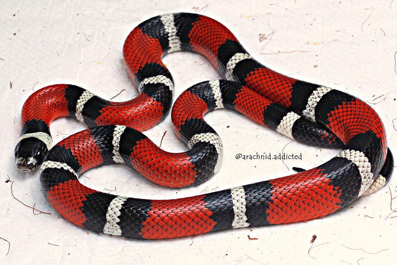 Lampropeltis campbelli.