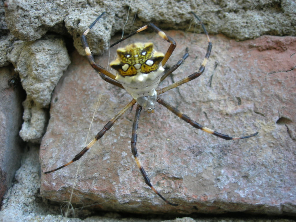 Large orb weaver from Argentina
