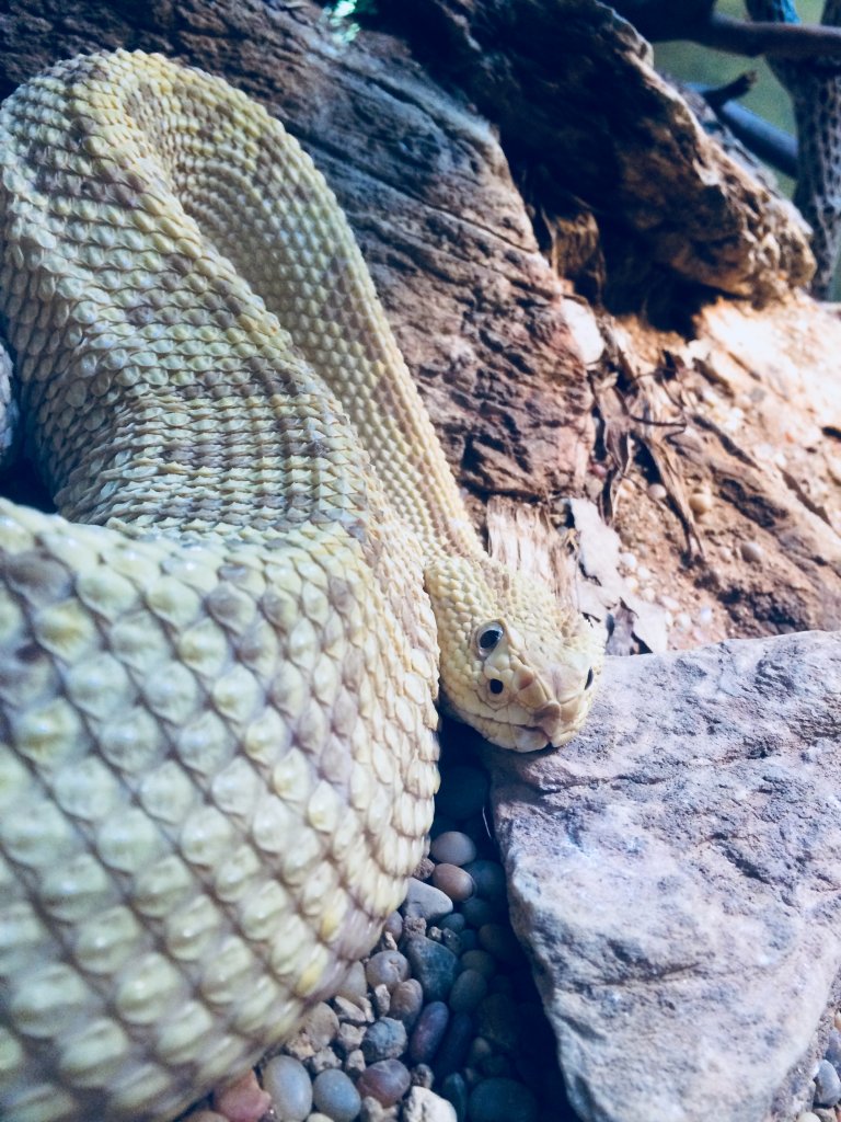 Large rattlesnake