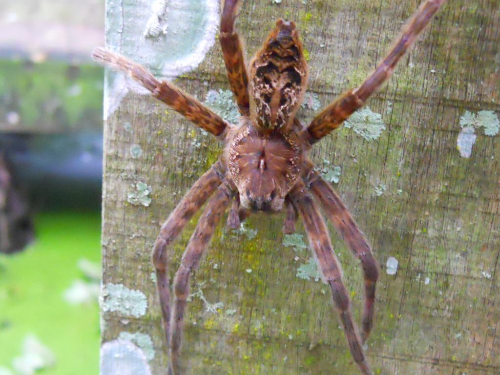 Large Spider In Southwest Florida